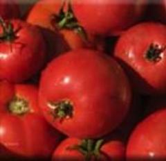 Tomato, Peron Sprayless