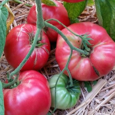 Tomato, Soldacki