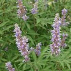 Vitex (Chaste Tree)