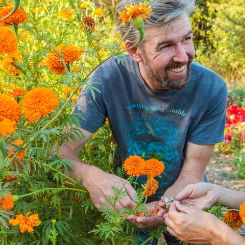 Marigold, Cempoalxóchitl