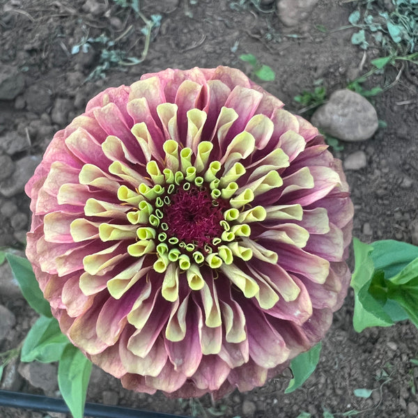Zinnia, Queeny Lime Blush