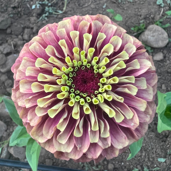 Zinnia, Queeny Lime Blush | Siskiyou Seeds