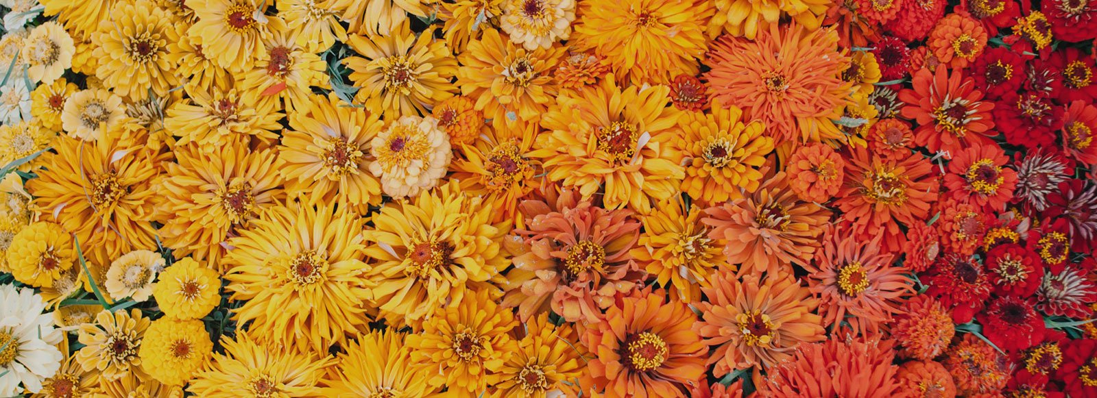 Flower photo of yellow, orange and red hues