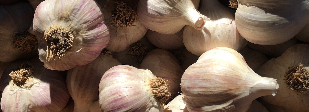 GARLIC VARIETIES